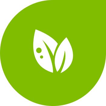 Rapeseed ფოთლების Spotting