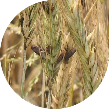 მარცვლეულის ერგოტი