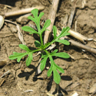 ჰერბიციდის ეფექტურობა