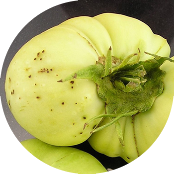 პომიდვრის შავი ბაქტერიული ლაქა