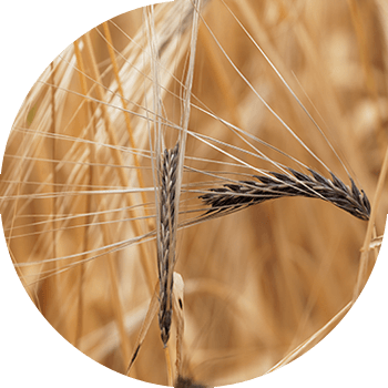 Қатты (тас) арпа