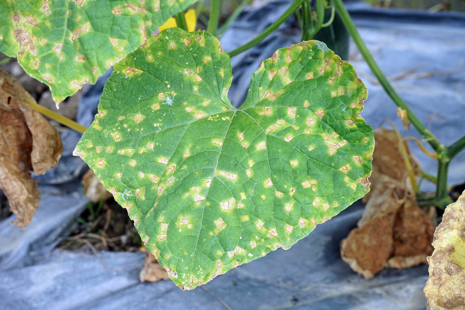 კიტრის ანტრაკნოზი