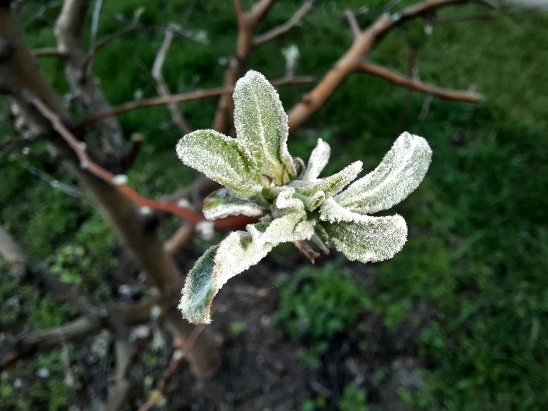 ვაშლისა და მსხლის ხეების ჭრაქი