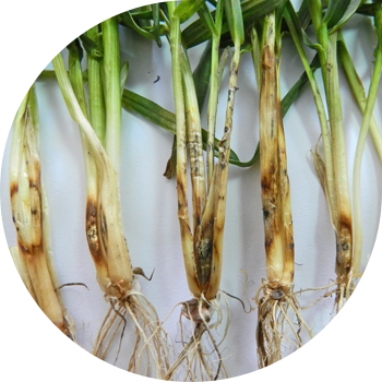 Ақ базальды шірік (гибеллиноз, сабан ақ шірік, ақ сабан)