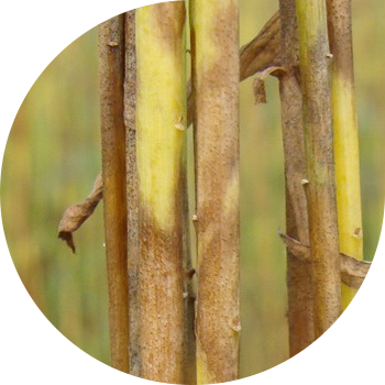 Pasmo სელის