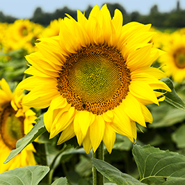 მზესუმზირის თესლი