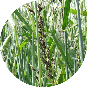 შვრიის მტვრიანი სუნი