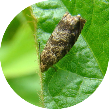 სოიოს ხილის moth