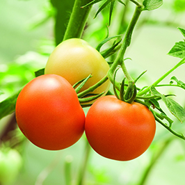 პომიდორი