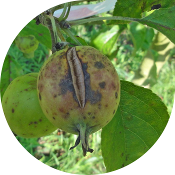 ვაშლისა და მსხლის ხეების ქერქი