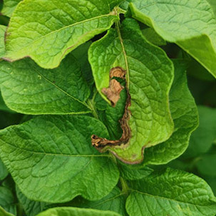 კარტოფილის ალტერნარიაზი (ადრეული მშრალი ლაქა) 