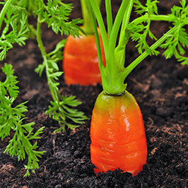 სტაფილო