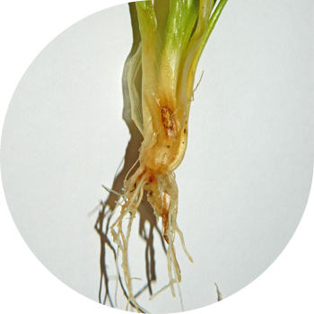 ჰელმინთოსპორული ფესვების ლპობა