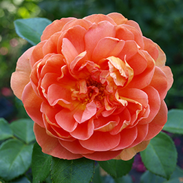 დეკორატიული