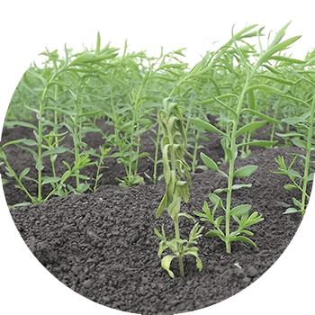 სელის ფუზარიუმი (ყველაზე გავრცელებული გამომწვევი აგენტია Fusarium oxysporum Shl. ვ. ლინი ბილაი)