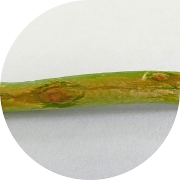 ხახვის პერონოსპოროზი