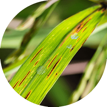 ბრინჯის ცერკოსპოროზი