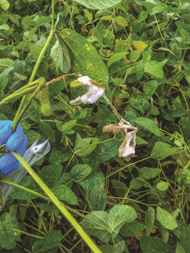 სკლეროტინიოზი (სოიოს ღეროებისა და ლობიოს თეთრი ლპობა)