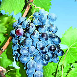 ვენახები