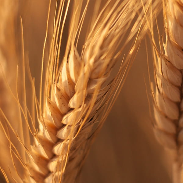 Қарапайым дақылдарды себу калькуляторы