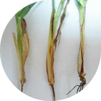 Fusarium root rot მარცვლეულის