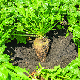 შაქრის ჭარხალი