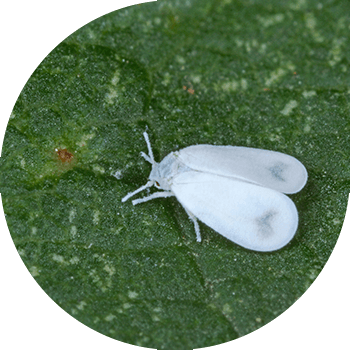 სასათბურე whitefly